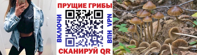 MEGA ONION  где купить   Реутов  Галлюциногенные грибы Magic Shrooms 